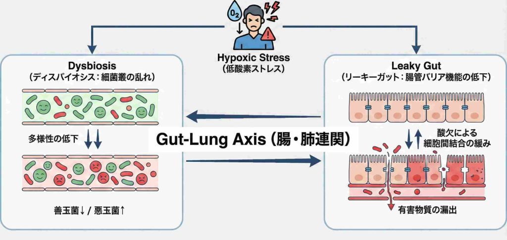 睡眠時無呼吸症候群による低酸素ストレスで、ディスバイオシス、リーキーガットが起こる「腸・肺連関」の説明