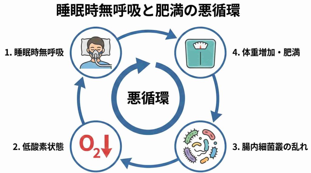 睡眠時無呼吸症候群、低酸素、腸内環境悪化、肥満が互いに悪影響を及ぼし合う悪循環のフローチャート