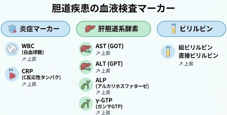 胆道系疾患の血液検査で確認する項目（炎症反応、肝酵素、ビリルビンなど）の解説図