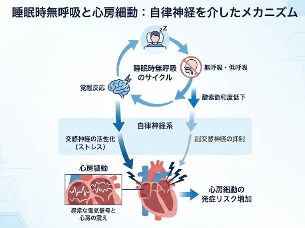 睡眠時無呼吸が自律神経を通じて心房細動を引き起こすメカニズムの図解