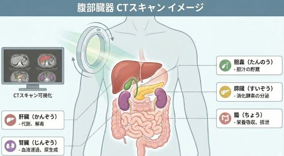 CT検査で観察できる腹部臓器(肝臓・胆のう・膵臓・腸・腎臓など)の図解