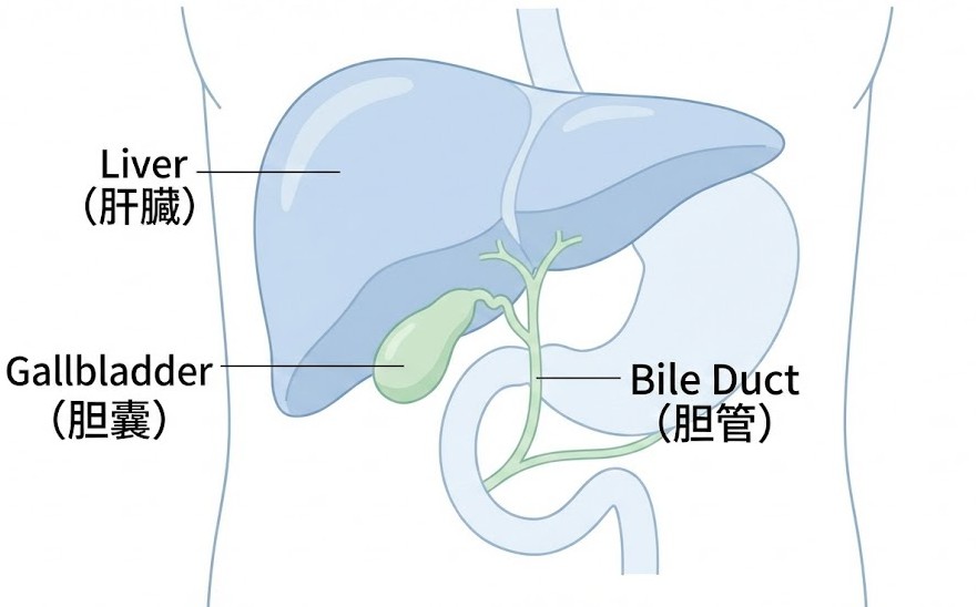胆嚢の位置と肝臓・胆管との関係を示す解剖図