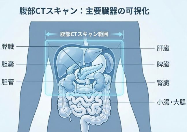 CT検査で確認できる腹部臓器の図解（膵臓・胆道・肝臓など）