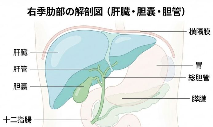 右上腹部に位置する肝臓・胆嚢・胆管の位置を示した解剖図