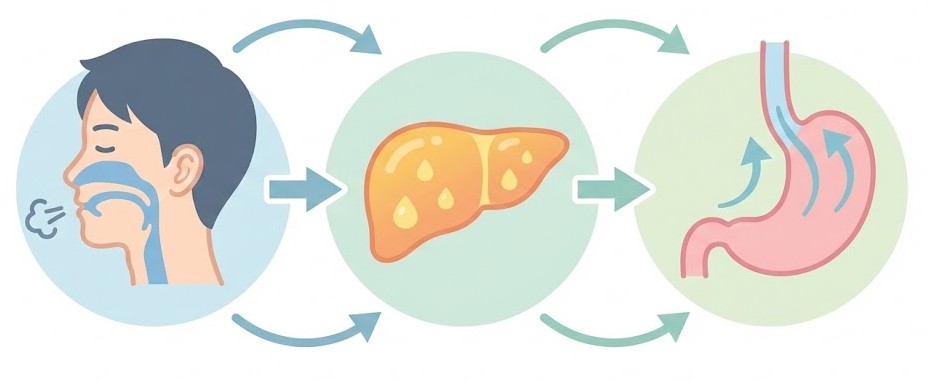 睡眠時無呼吸による気道閉塞から、脂肪肝(MASLD)や逆流性食道炎へダメージが広がっていく流れを、気道のイラスト・肝臓アイコン・胃と食道の逆流イメージを矢印でつないで示したメカニズム図